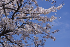 滋賀県風車街道の桜