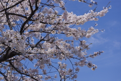 滋賀県風車街道の桜