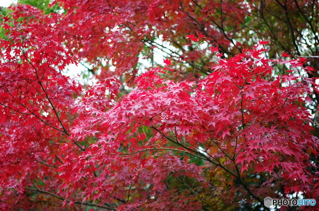 紅葉