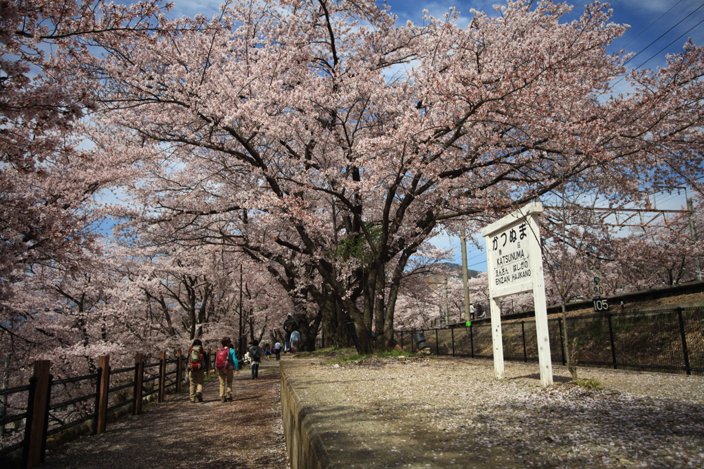 甚六桜①
