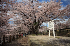 甚六桜①