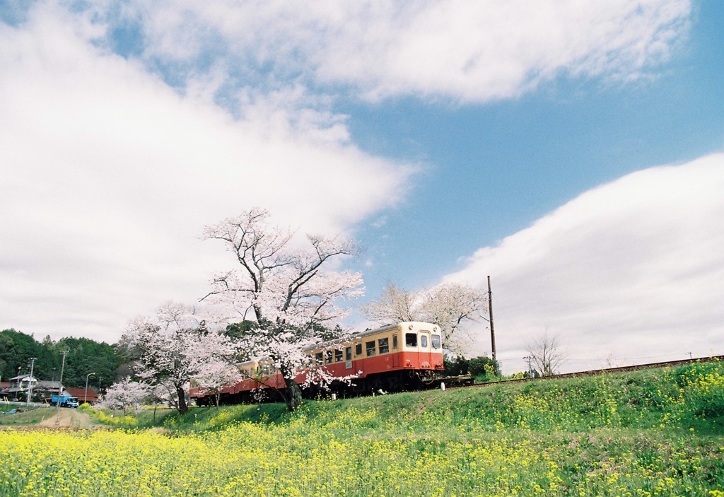 飯給の桜②