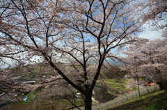 甚六桜④
