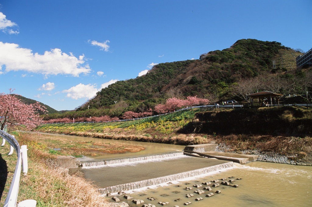 頼朝桜_4
