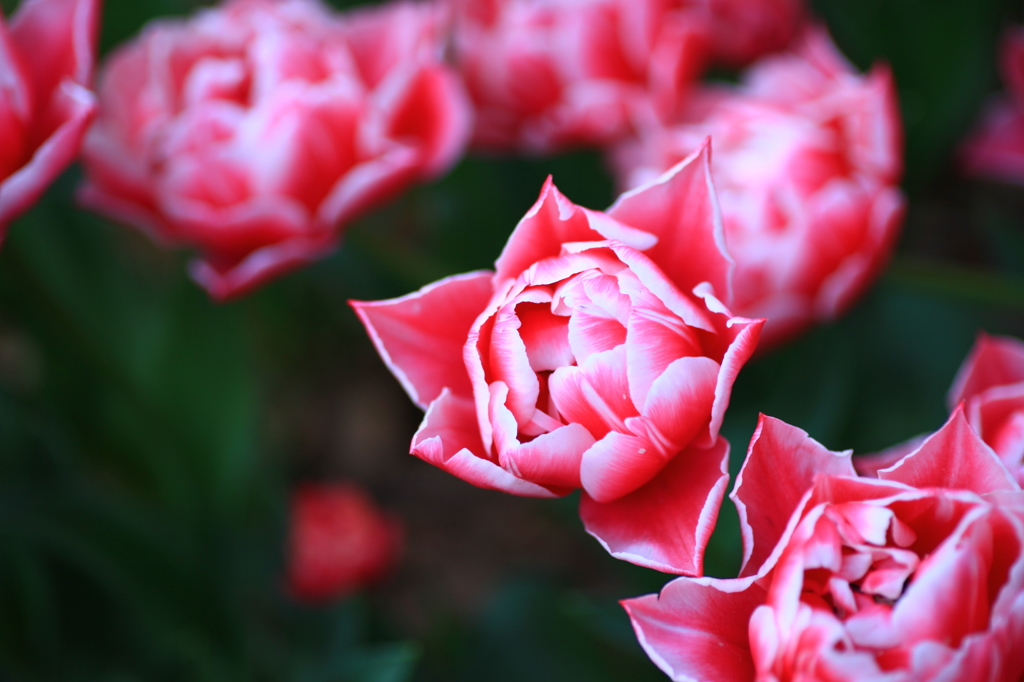 Tulipa　その一