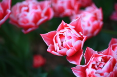 Tulipa　その一