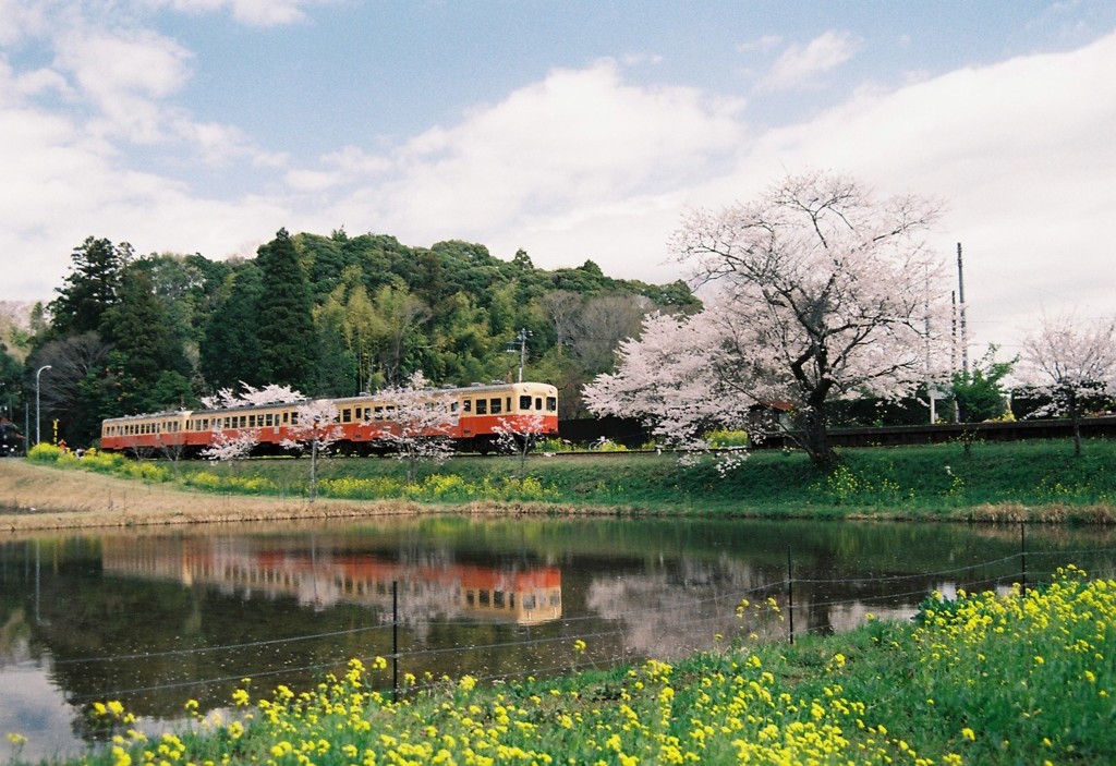 飯給の桜③