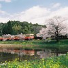 飯給の桜③