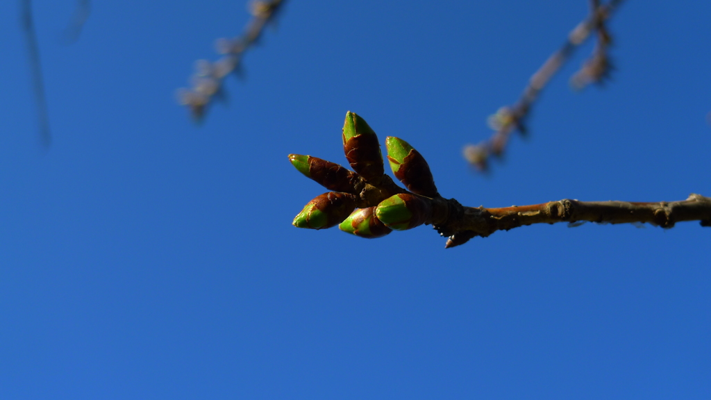 辰巳公園　桜のつぼみ②（通勤途中より）