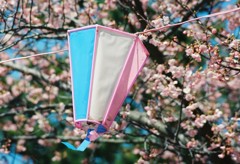 河津桜_4