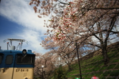 甚六桜⑧