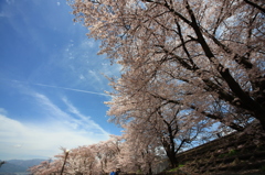 甚六桜③