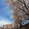甚六桜③
