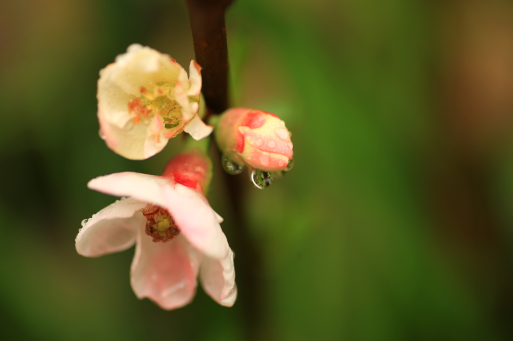 ボケの花③