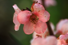ボケの花②