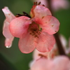 ボケの花②