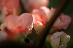 ボケの花①