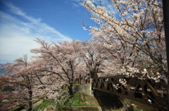 甚六桜②