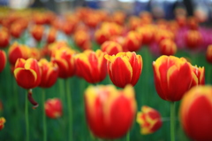 Tulipa　その二