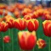 Tulipa　その二