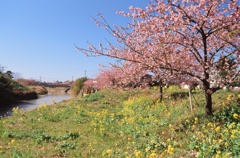 頼朝桜_1