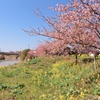 頼朝桜_1