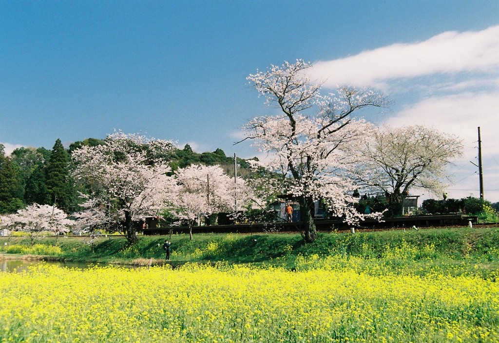 飯給の桜①