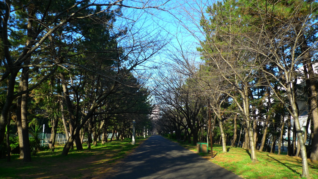 辰巳公園　開花前の桜並木（通勤途中より）