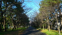 辰巳公園　開花前の桜並木（通勤途中より）