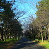 辰巳公園　開花前の桜並木（通勤途中より）