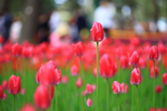 Tulipa　その三