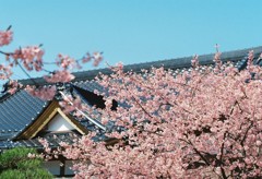 河津桜_5