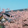 河津桜_5