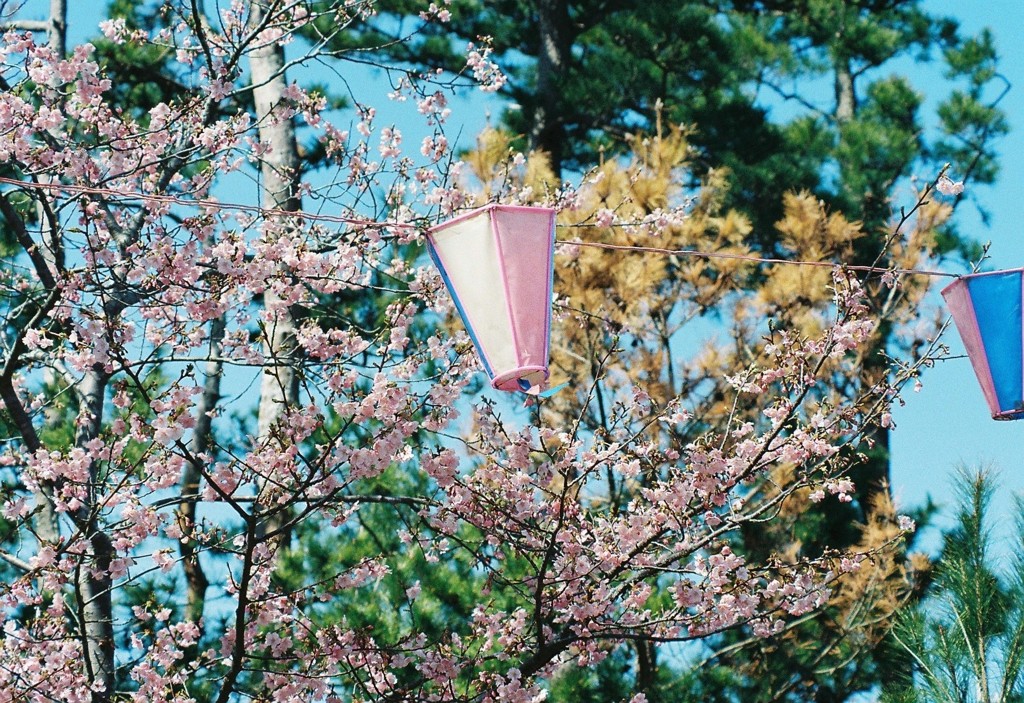河津桜_2