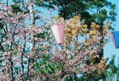 河津桜_2