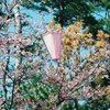 河津桜_2