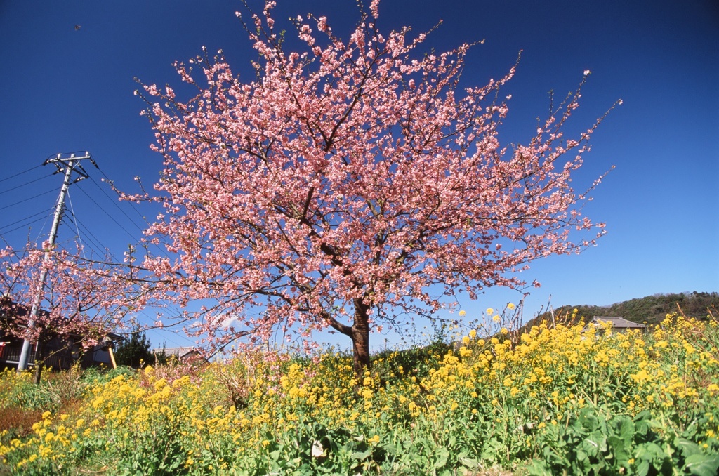 頼朝桜_2