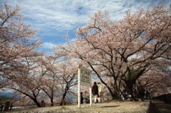 甚六桜⑤