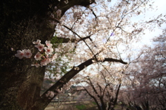 甚六桜⑥