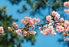 河津桜_1