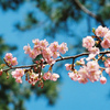 河津桜_1