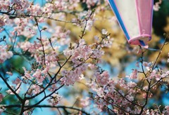 河津桜_3
