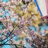 河津桜_3