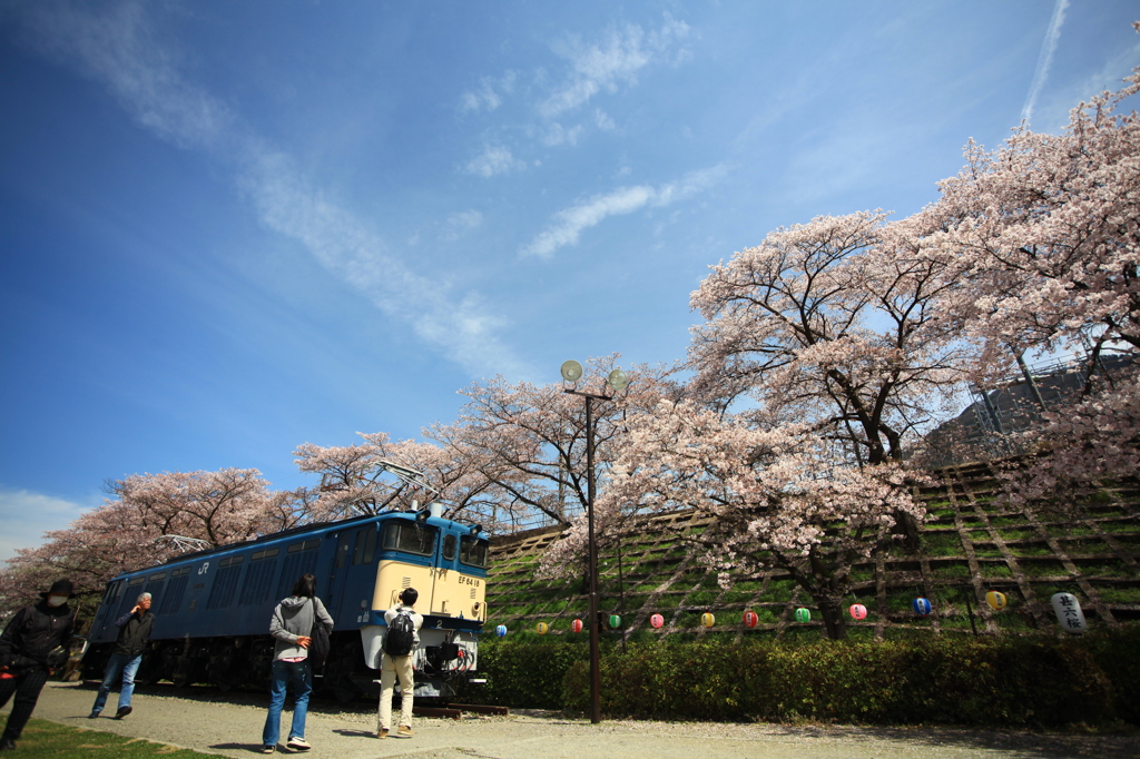 甚六桜⑦