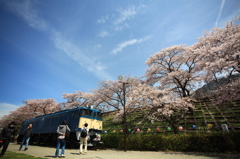 甚六桜⑦