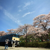 甚六桜⑦