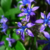 Purple & Small bee