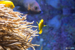 魚