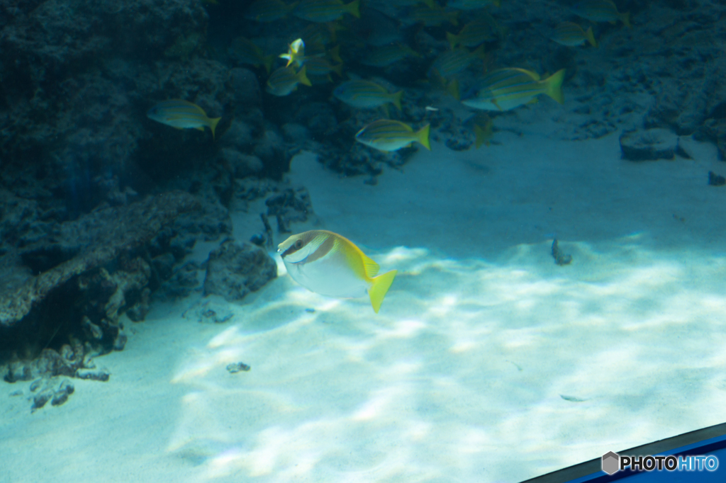 光と魚