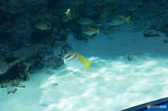 光と魚